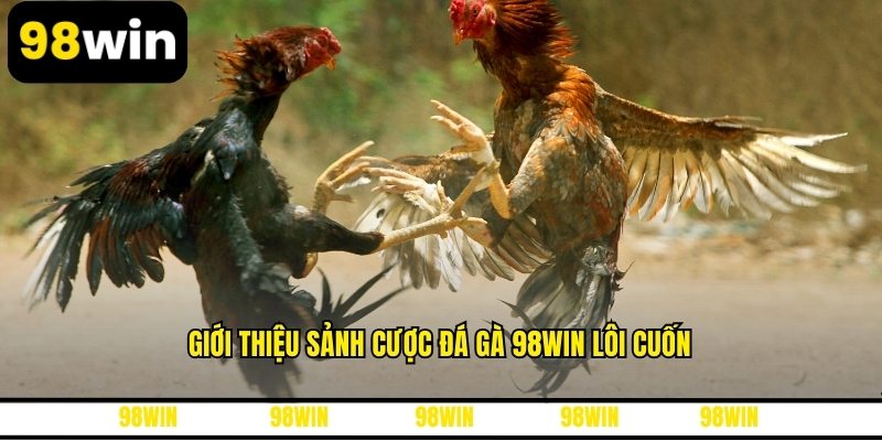 Giới thiệu sảnh cược đá gà 98WIN lôi cuốn