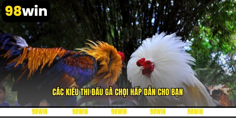 Các kiểu thi đấu gà chọi hấp dẫn cho bạn