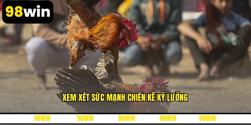 Xem xét sức mạnh chiến kê kỹ lưỡng