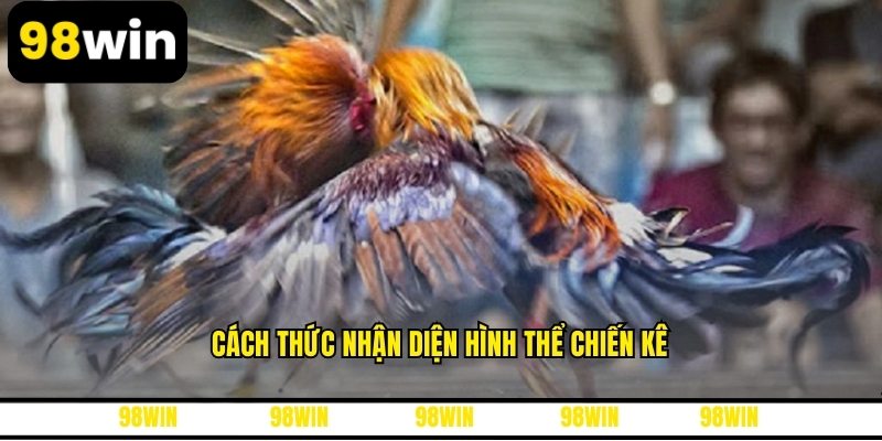 Cách thức nhận diện hình thể chiến kê